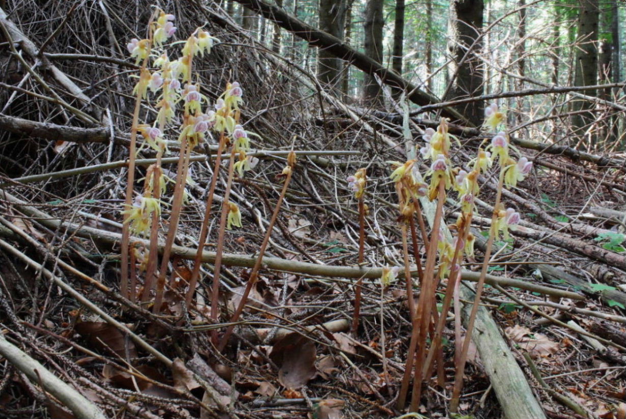 Orchidee dall''appennino Ligure (GE)